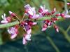 Cercis canadensis 'American Redbud'  2.5"-3" Cal B&B