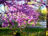 Cercis canadensis 'American Redbud'  2.5"-3" Cal B&B