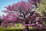 Cercis canadensis 'American Redbud'  2.5"-3" Cal B&B