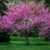 Cercis canadensis 'American Redbud'  2.5"-3" Cal B&B