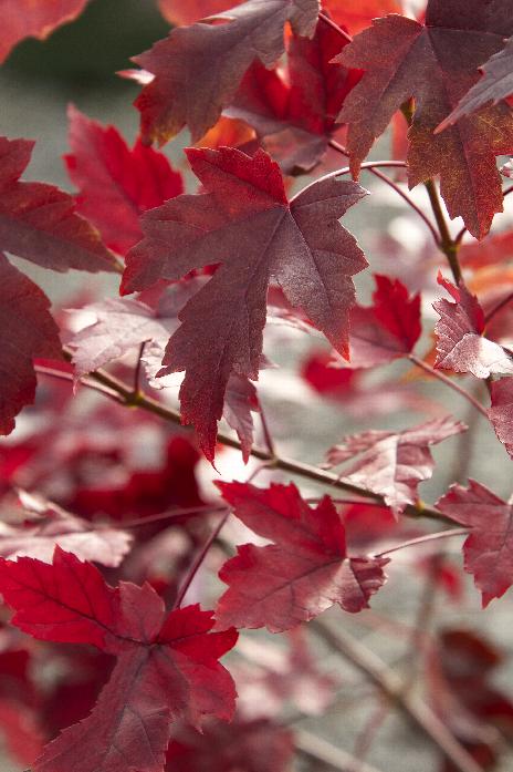 Acer Autumn Blaze - Devil Mountain Wholesale Nursery