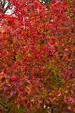 Autumn Blaze® Maple Acer x freemanii 'Jeffsred' 2.5-3"