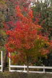 Autumn Blaze® Maple Acer x freemanii 'Jeffsred' 2.5-3"
