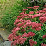 Autumn Joy Sedum Sedum spectabile 'Autumn Joy' #2