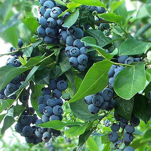 Vaccinum 'Blue Jay' Blueberry # 3 18-24"