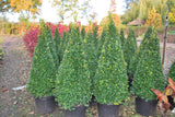 Buxus Sempervirens Cone Topiary 48-54"