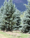 Picea pungens 'Bacheri' Spruce B&B 5.5-6' Ht