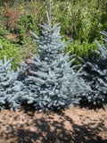 Picea pungens 'Bacheri' Spruce B&B 5.5-6' Ht
