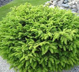 Birds Nest Spruce Picea abies 'Nidiformis' #3-12-15"