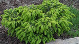 Birds Nest Spruce Picea abies 'Nidiformis' #3-12-15"