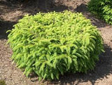 Birds Nest Spruce Picea abies 'Nidiformis' #3-12-15"