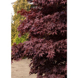 Acer palmatum var. atropurpureum 'Bloodgood'