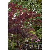 Acer palmatum var. atropurpureum 'Bloodgood'