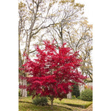 Acer palmatum var. atropurpureum 'Bloodgood'