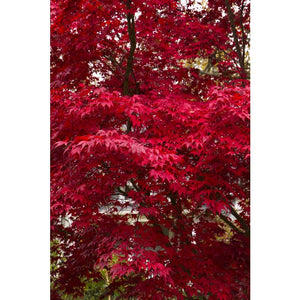 Acer palmatum var. atropurpureum 'Bloodgood'