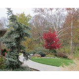 Acer palmatum var. atropurpureum 'Bloodgood'