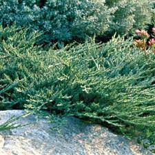 Juniperus horizontalis 'Wiltonii' Blue Rug Juniper 3Gal 15-18"