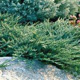 Juniperus horizontalis 'Wiltonii' Blue Rug Juniper 3Gal 15-18"