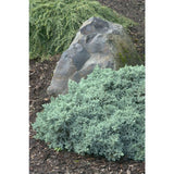 Blue Star Juniper Juniperus squamata 'Blue Star'  3Gal 15-18"