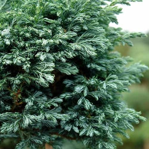 Boulevard Cypress Chamaecyparis pisifera 'Boulevard' ('Cyano Viridis')