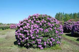 Rhododendron catawbiense 'Boursault'  3Gal 15-18"