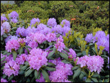 Rhododendron catawbiense 'Boursault'  3Gal 15-18"