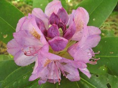 Rhododendron catawbiense 'Boursault'  3Gal 15-18"