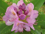 Rhododendron catawbiense 'Boursault'  3Gal 15-18"