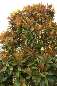 Bracken's Brown Beauty Magnolia Magnolia grandiflora 'Bracken's Brown Beauty'