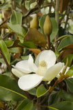 Bracken's Brown Beauty Magnolia Magnolia grandiflora 'Bracken's Brown Beauty'