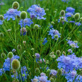 Scabiosa 'Butterfly Blue' #2