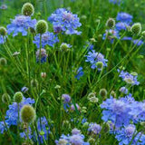 Scabiosa 'Butterfly Blue' #2