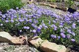 Scabiosa 'Butterfly Blue' #2