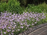 Scabiosa 'Butterfly Blue' #2