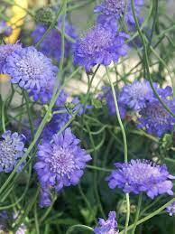 Scabiosa 'Butterfly Blue' #2