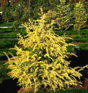 Cedrus deodara 'Gold Cone'