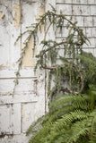 Weeping Blue Atlas Cedar-Cedrus atlantica 'Glauca Pendula' Serpentine