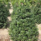 Ilex x meserveae 'Centennial Girl'-#7 -3/4'