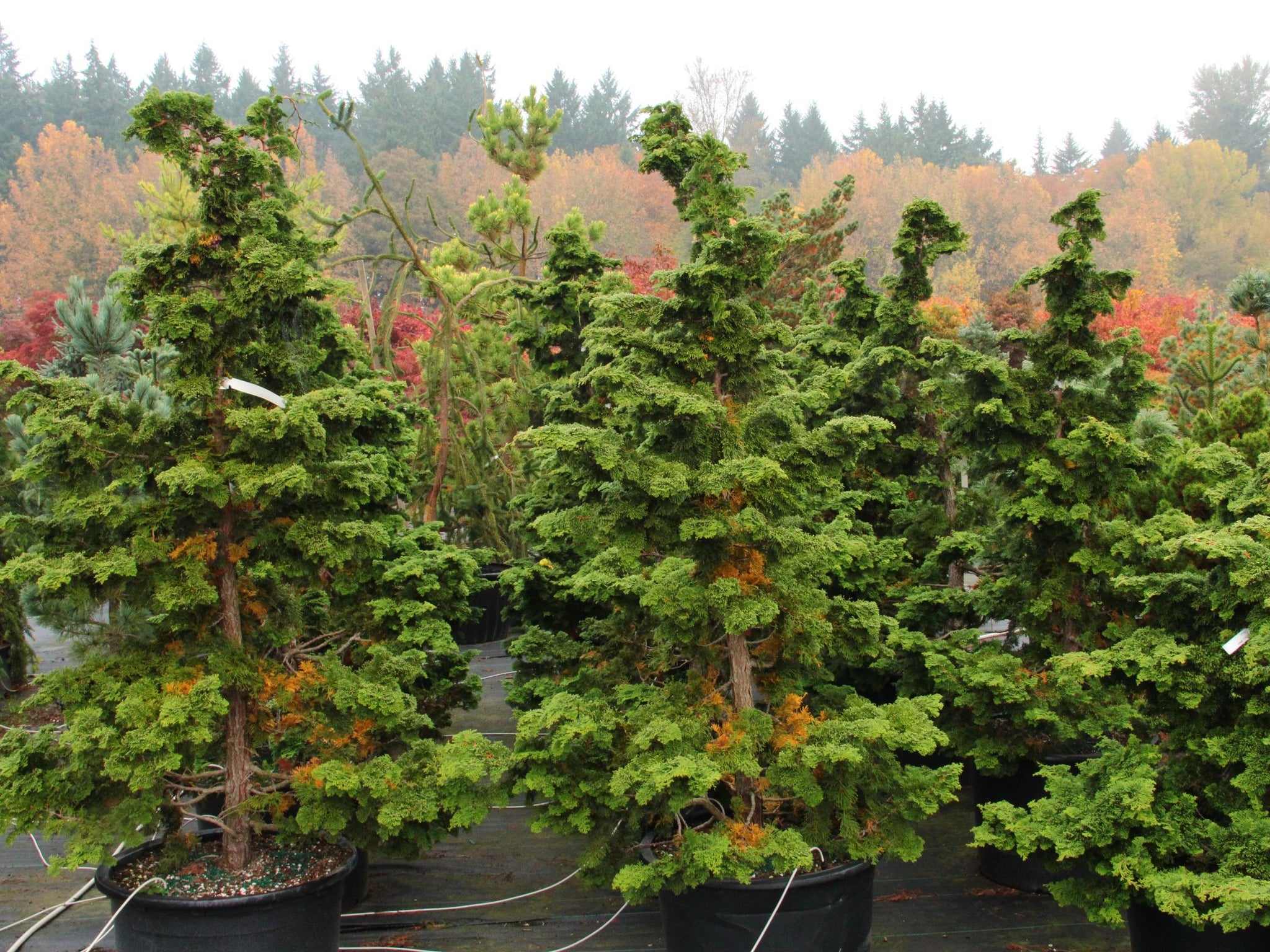 Chamaecyparis obtusa ‘Gracilis’ Hinoki Cypress 3 Gal – Fanelli's