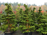 Chamaecyparis obtusa ‘Gracilis’ Hinoki Cypress 3 Gal