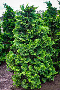 Compact Hinoki Cypress Chamaecyparis obtusa 'Compacta' 3.5/4'