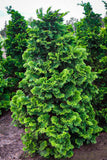 Compact Hinoki Cypress Chamaecyparis obtusa 'Compacta' 3.5/4'