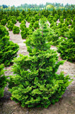 Compact Hinoki Cypress Chamaecyparis obtusa 'Compacta' 3.5/4'