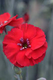 American Pie Cherry Pie Dianthus 2Gal