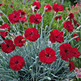 American Pie Cherry Pie Dianthus 2Gal