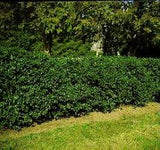 #3-15-18" China Boy- Holly Ilex x meserveae 'Mesdob'