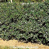 Ilex 'Mesog' CHINA GIRL #3- 15-18"