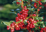 Ilex 'Mesog' CHINA GIRL #3- 15-18"
