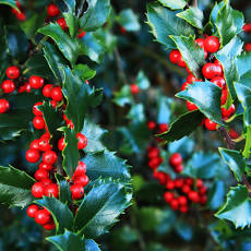 Ilex 'Mesog' CHINA GIRL #3- 15-18"