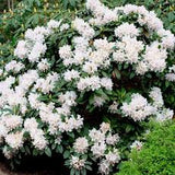 Chionoides Rhododendron Rhododendron 'Chionoides' #3- 15-18"